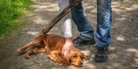 Tardía ley de Bienestar Animal, en Puebla la lucha por protegerlos comenzó desde 2013