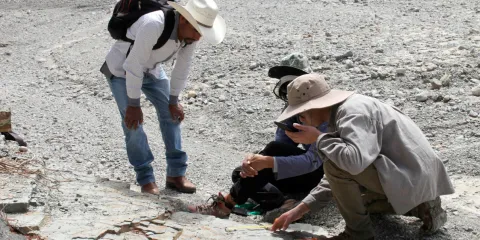 Investigadores BUAP documentan cuatro huellas de dinosaurios en Puebla