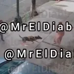 Perro ataca a mujer en CDMX y dueños la abandonan tras culparla