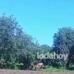 Captan venados en cultivos de Chiautzingo; escaparon de la Hacienda de Mendocinas