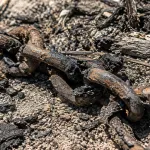 Hallan cadáver calcinado y con cadenas en Actipan de Morelos, Acatzingo, Puebla