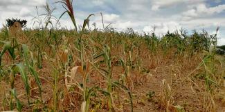 La Sierra Norte y Negra son castigadas por la sequía, según Conagua