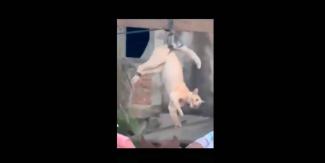 VIDEO. Gato es asesinado como parte de una festividad en Cuajinicuilapa