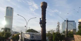 Derribarán palmeras muertas en la colonia La Paz