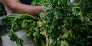 Empresarios poblanos exportan más de 20 mil toneladas de cilantro a EU