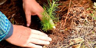 Huauchinango inicia reforestación con 30 mil árboles para mejorar captación de agua