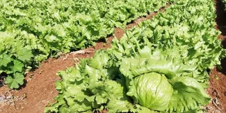 La LECHUGA no hace daño si se lava y desinfecta primero, dicen productores de Atlixco