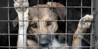 Puebla, Amozoc, San Pedro y San Andrés Cholula donde más maltrato animal hay