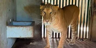 ¡Zoológico clandestino! Aseguran 135 animales exóticos en rancho de Tamaulipas