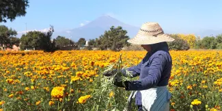 Atlixco prepara más de 180 hectáreas de flores para Día de Muertos