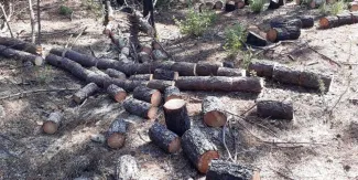 Chiautzingo redobló vigilancia contra la tala para detener a criminales
