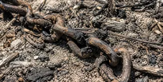 Hallan cadáver calcinado y con cadenas en Actipan de Morelos, Acatzingo, Puebla