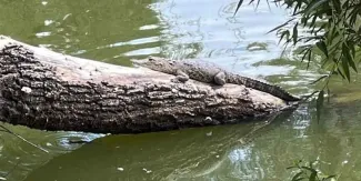 Capturan a Fugaz, el famoso cocodrilo de la Laguna de San Baltazar