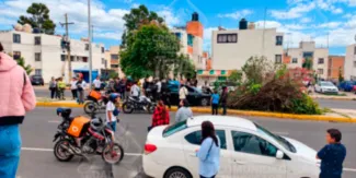 Fuerte choque derriba un árbol en la 42 Sur, cerca de La Margarita