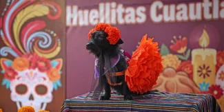 Cuautlancingo celebra el Festival Huellitas 2026