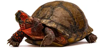 Investigadores BUAP registran nuevos ejemplares de tortuga en el estado de Puebla