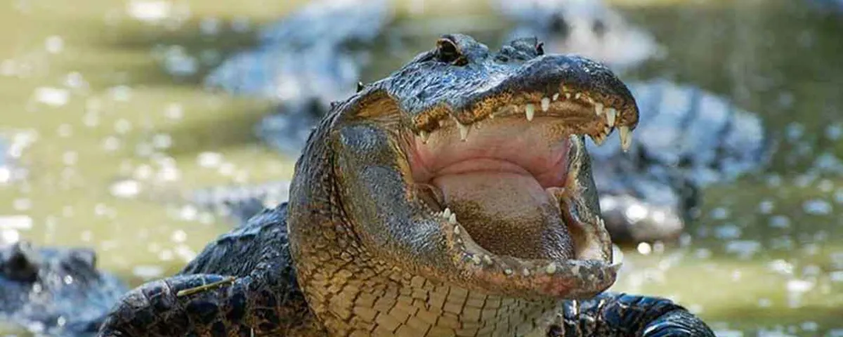 ¡Hasta cocodrilos! Marina alerta por reptil en Valsequillo
