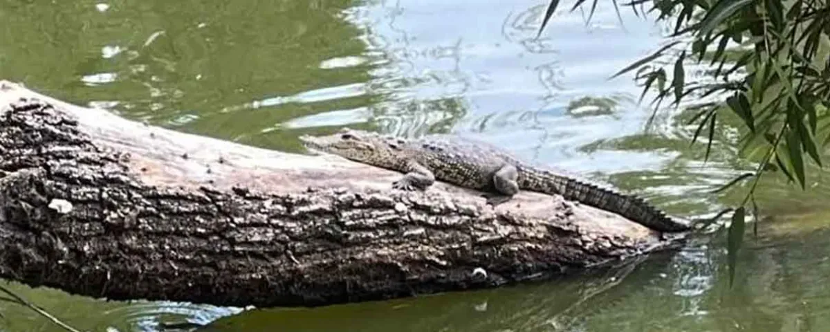 Capturan a Fugaz, el famoso cocodrilo de la Laguna de San Baltazar