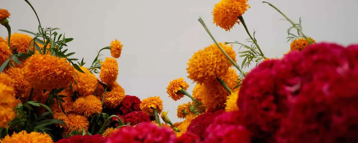 Mercado de flores de Atlixco abrirá 24 horas por Día de Muertos