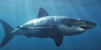 HALLAZGO INSÓLITO. Detectan tiburones intoxicados con cocaína en Brasil