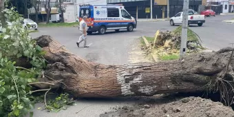 Rachas de viento provocan caída de árboles y espectaculares dañados en la capital