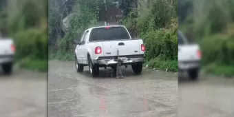 En Michoacán  arrastran a un perro hasta la muerte 