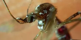 El Dengue mantiene en el hospital a 29 poblanos; hay casos en 72 municipios