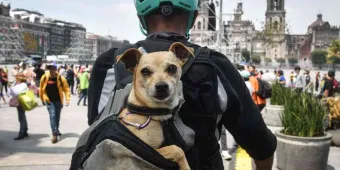 También los ‘perritos peregrinos’ recibieron agua y comida en La Villa